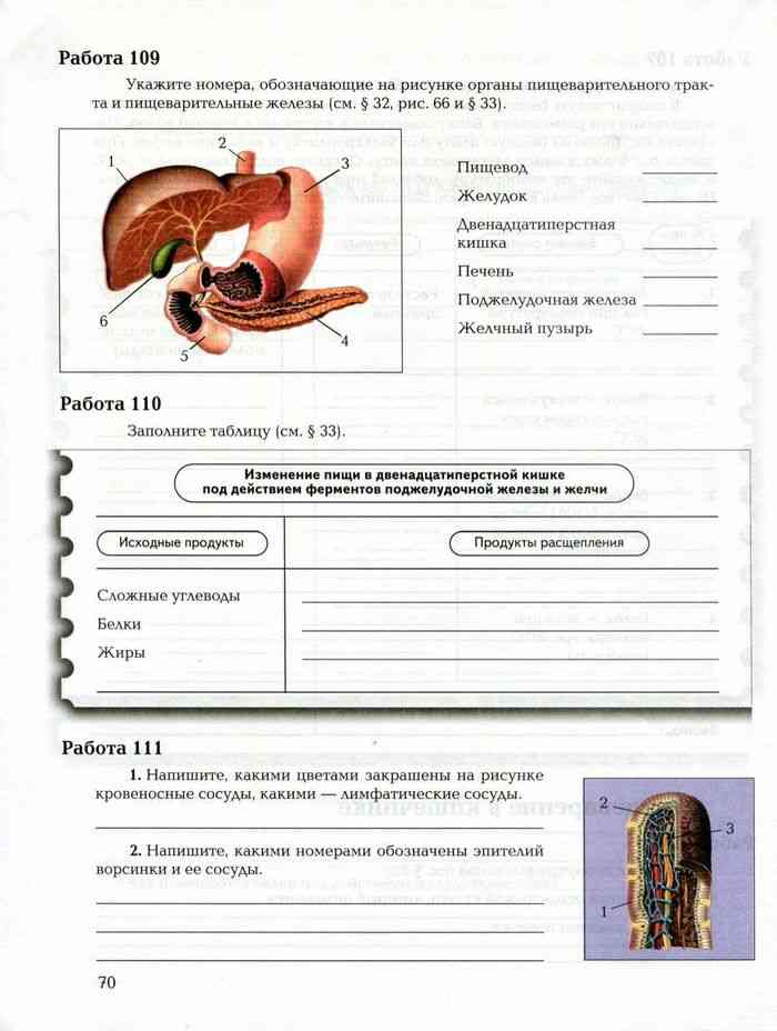 Биология пищеварительная система 8 класс проверочная работа