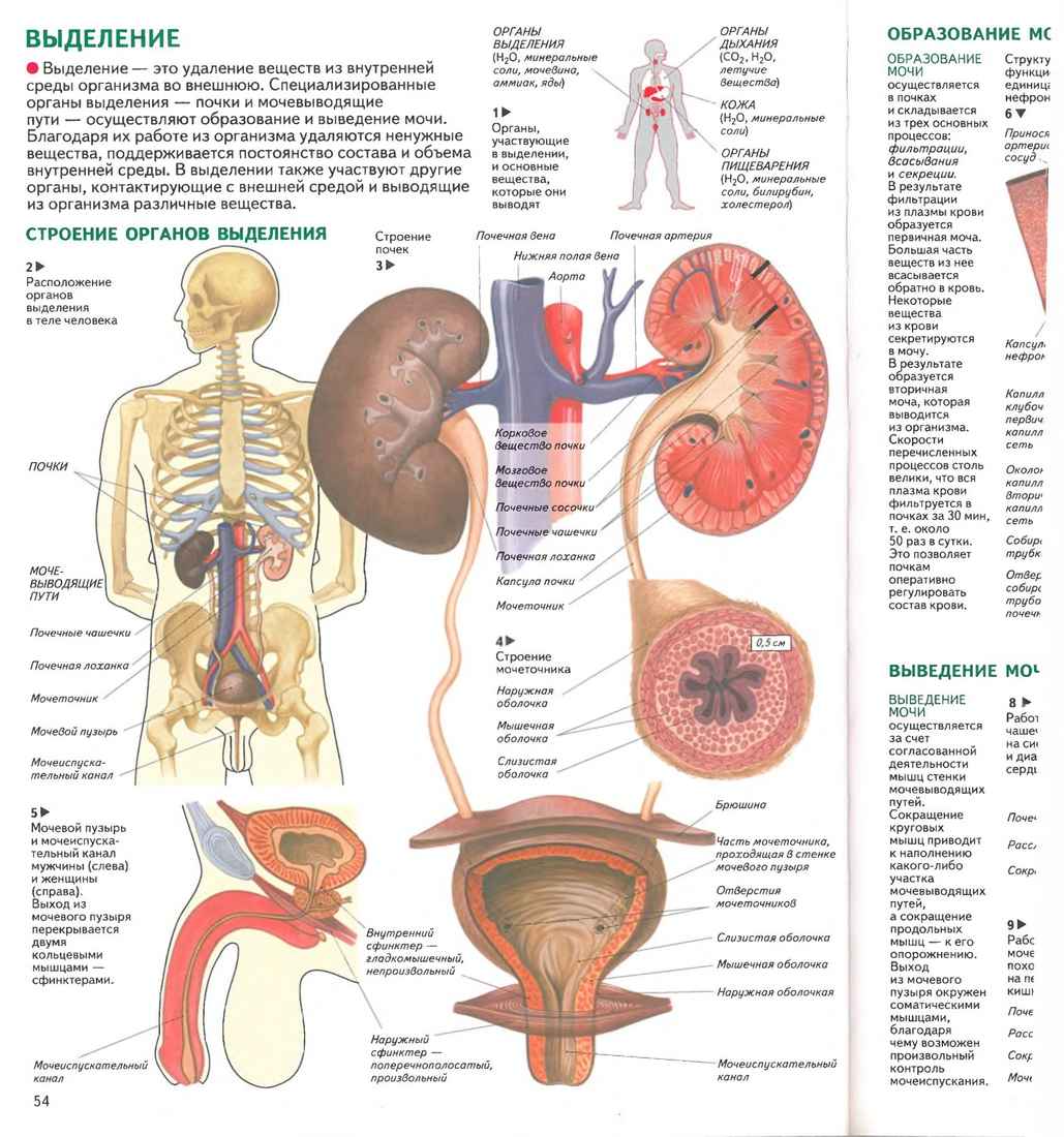 Внутреннее строение человека органы анатомический атлас