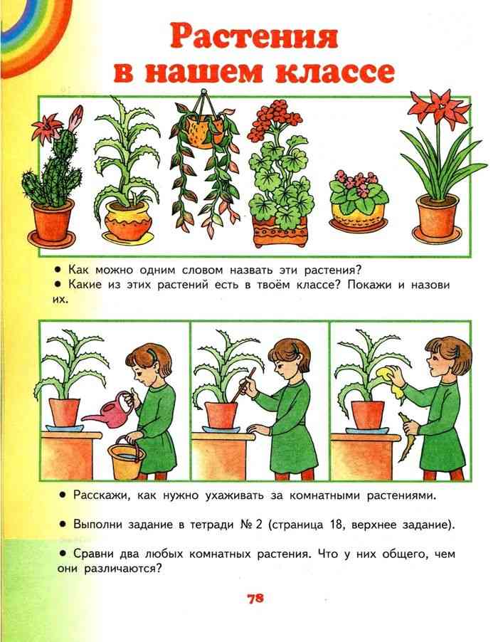 Задачи растения. Комнатные растения задания 1 класс. Мир растений 1 класс. Комнатные растения задания для детей 2 класс. Растения 1 класс.