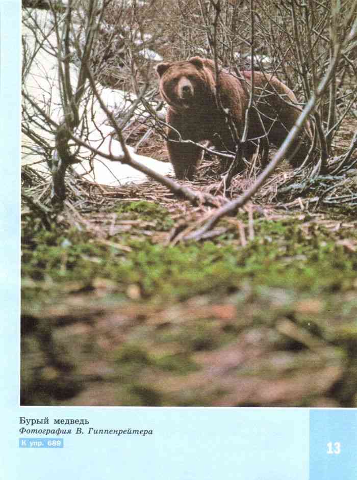 Сочинение по фото камчатский бурый медведь 5. Бурый медведь Гиппенрейтер. Бурый медведь Гиппенрейтера.